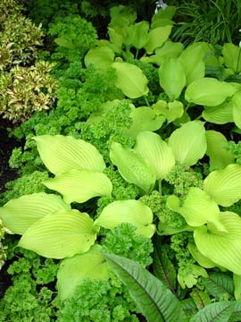 Parsley & hosta