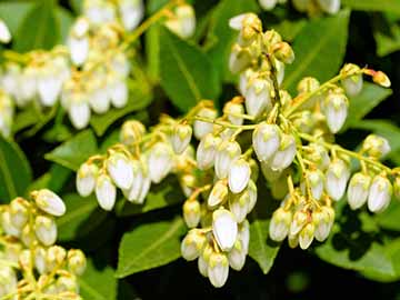Andromeda (Pieris Japonica)