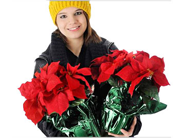 Poinsettia gifts