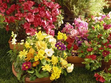 Potted flowers