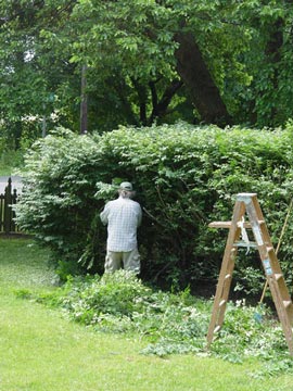 Pruning shrubs.