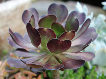 Red salad bowl succulent