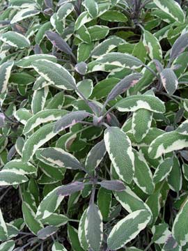 Tricolor sage