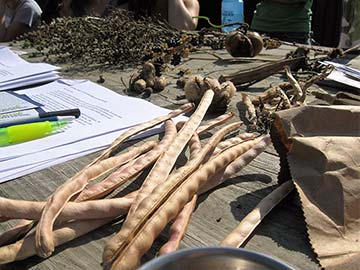 Seed saving