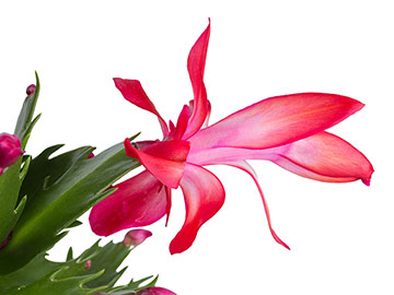 Thanksgiving cactus