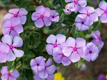 Annual Vinca