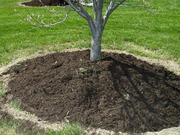 Volcano mulch around a tree