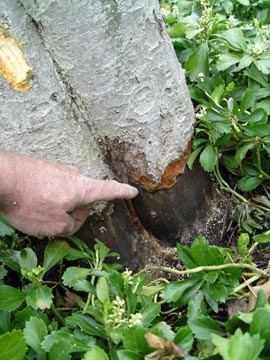 Vole damage to a tree trunk