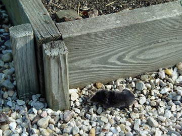 Vole scurrying
