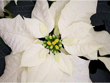 White poinsettia