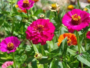 Colorful Zinnias