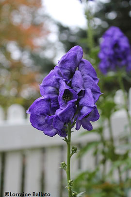 Aconitum