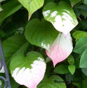 Arctic Beauty male kiwi vine (Actinidia Kolomikta)