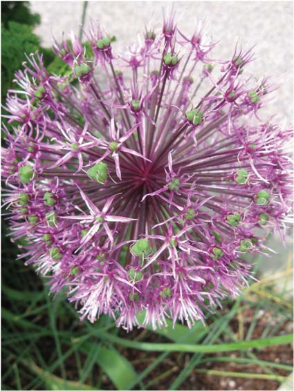 Spray Painting Allium, How to Spray Paint Allium Flowers