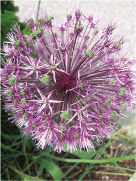 Gladiator allium