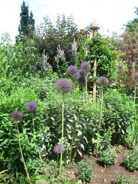 Alliums in a garden setting