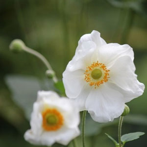 Japanese Anemone