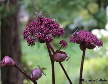 Angelica