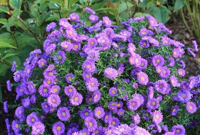 Magic Purple Aster