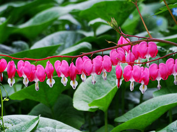 Bleeding Heart