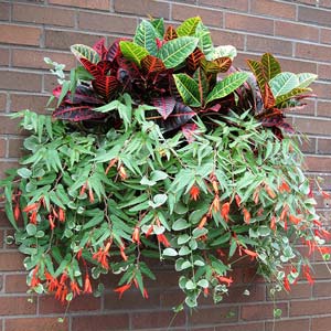 Bonfire begonia