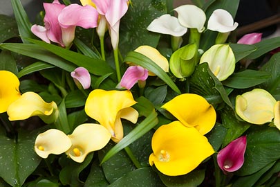 Multi-colored calla lilies