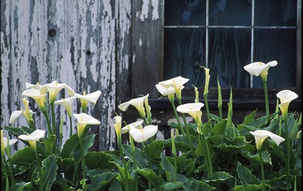 Calla lilies grown outdoors
