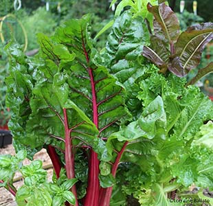 Swiss chard