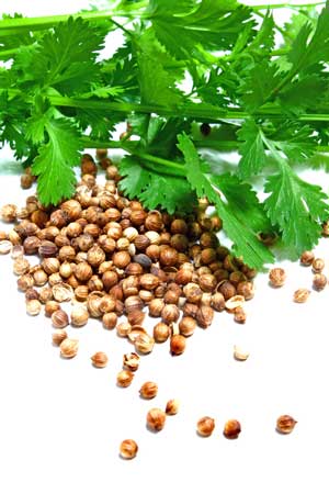 Cilantro and coriander