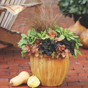 Coral bells and butternut squash