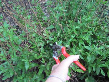 Cut back perennials