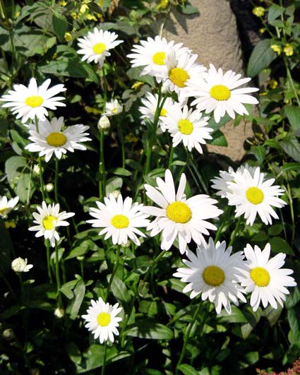 Images of daisies