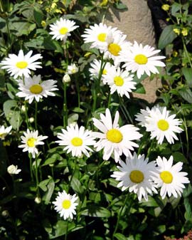 Shasta daisy