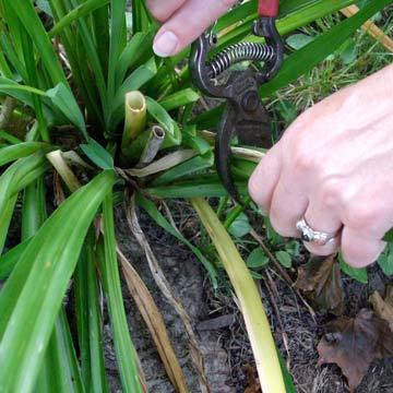 Cut back daylilies