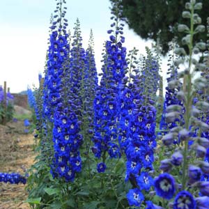 Delphinium 'Cobalt Dreams'