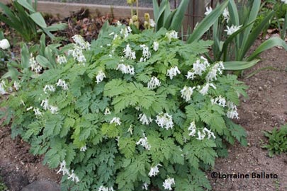 Dicentra Luxuriant