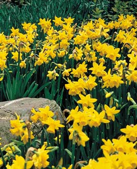 February Gold daffodil