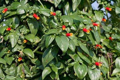 Firecracker vine Candy Corn