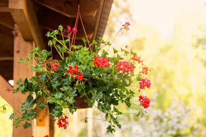 Red pelargonium in hanging basket. 