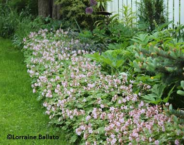 Big root geranium (Geranium macrorrhizum).