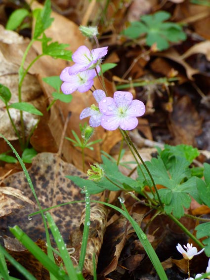 Geraniums: They’re more than old-fashioned red flowers in a pot • GreenView