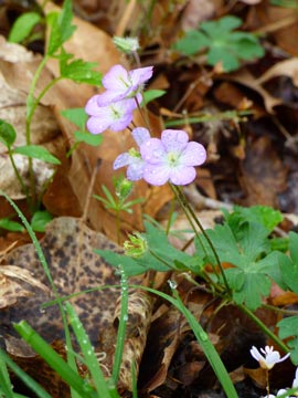 Wild geranium