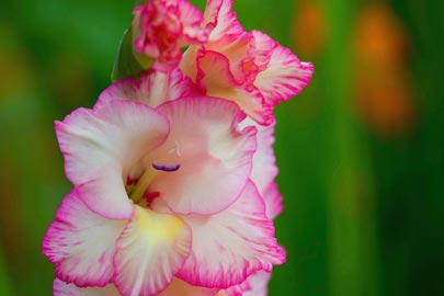 Gladiolus close up