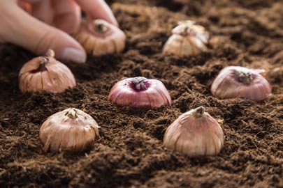 Gladiolus corms