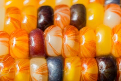 Glass gem corn