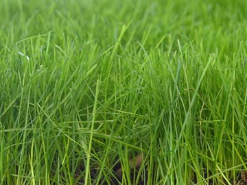 GreenView Pure Grass Seed Kentucky Bluegrass Blend Grass Seed