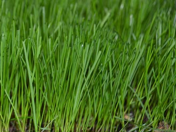 GreenView Pure Grass Seed Perennial Ryegrass Grass Seed Blend