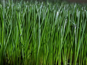 GreenView Pure Grass Seed Tall Fescue Sun & Shade Grass Seed Blend