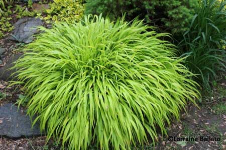 Japanese forest grass (Hakonechloa macra 'All Gold')