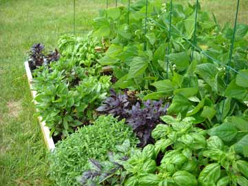 Harvest herbs at their peak